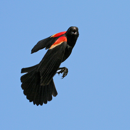 Red-winged Blackbird (Hillsborough, New Jersey)