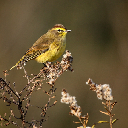 Palm Warbler (Rock Creek Park)