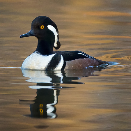 Hooded Merganser (Washington, DC)