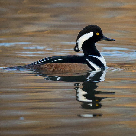 Hooded Mergansers, male & female (1) (Kenilworth Aquatic Gardens)