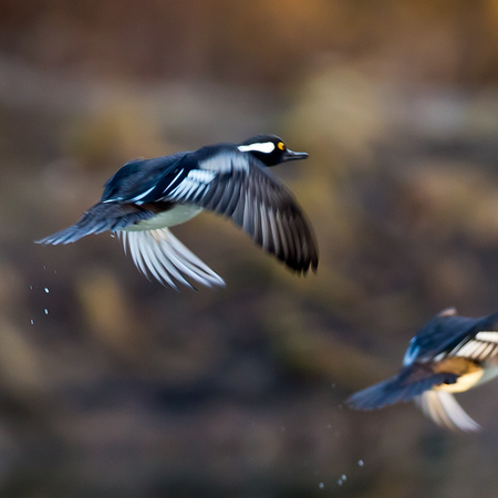 Hooded Mergansers (9) (Kenilworth Aquatic Gardens)