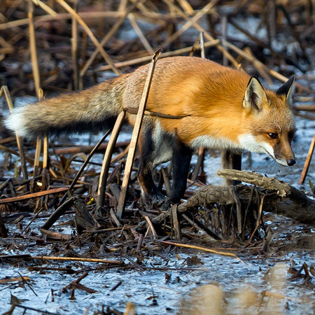 Red Fox (Kenilworth Aquatic Gardens)