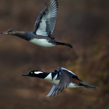 Hooded Mergansers (10) (Kenilworth Aquatic Gardens)