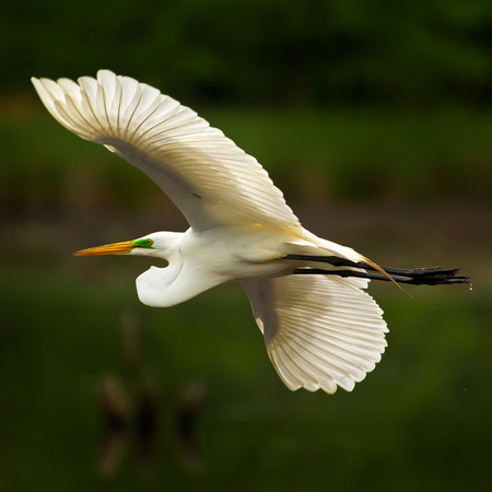 Great Egret (4) (Alexandria, Virginia)