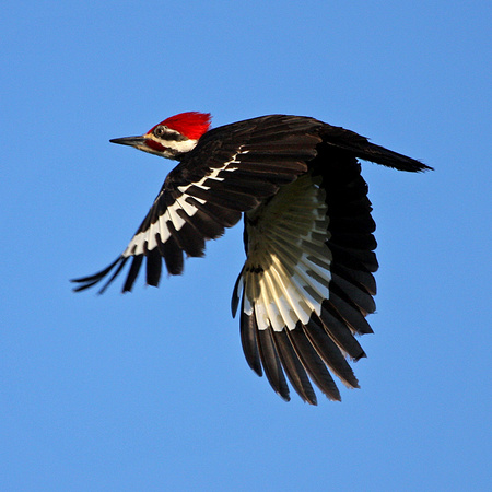 Pileated Woodpecker (2) (Everglades National Park)