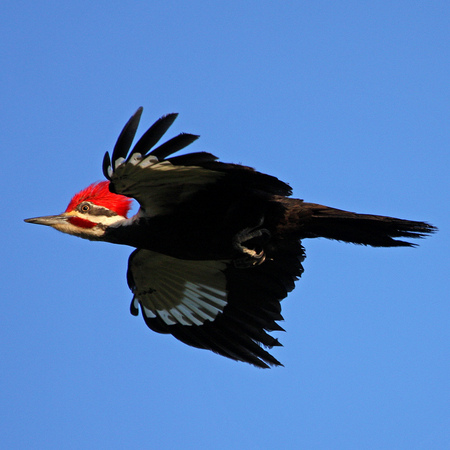 Pileated Woodpecker (3) (Everglades National Park)