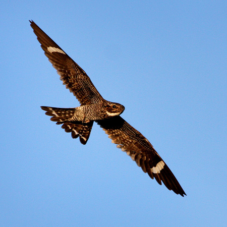 Common Nightwawk (2) (Everglades National Park)