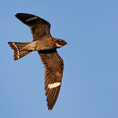 Common Nighthawk (1) (Everglades National Park)