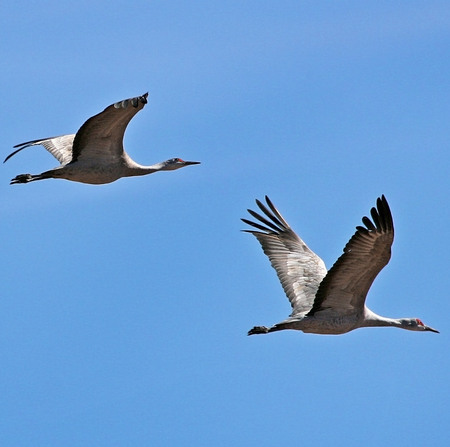 Sandhill Cranes (New Mexico)