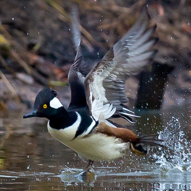 Hooded Mergansers (6) (Kenilworth Aquatic Gardens)