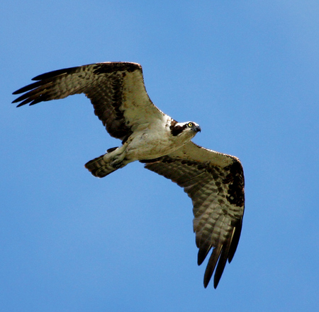 Osprey (2) (Puerto Rico)