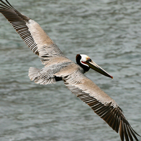 California Brown Pelican (1) (La Jolla, California)