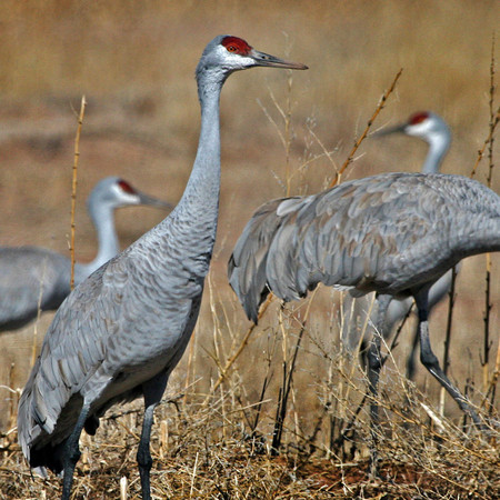 Sandhill Crane (New Mexico)