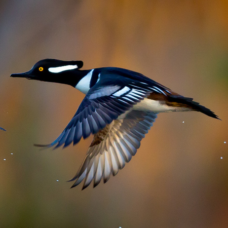 Hooded Mergansers (7) (Kenilworth Aquatic Gardens)