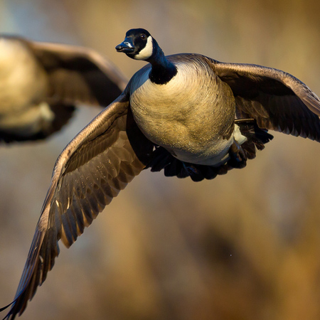 Canada Geese (Kenilworth Aquatic Gardens)