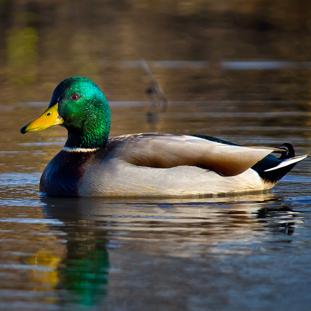 Mallard (Washington, DC)