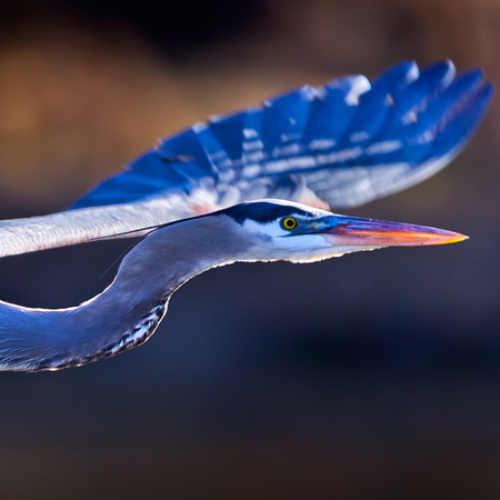 Great Blue Heron (6) (Kenilworth Aquatic Gardens)