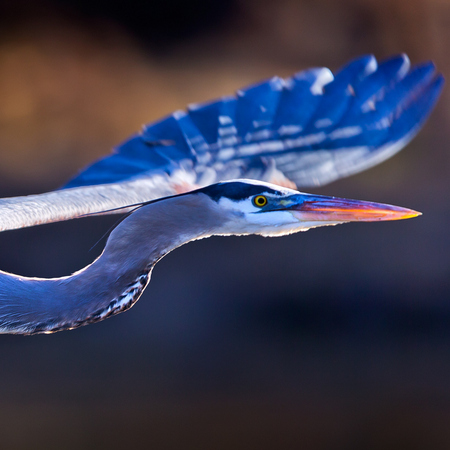 More photos of the incredible birds of the Washington, D.C. area can be seen in the "Flight" gallery within the Wildlife portfolio