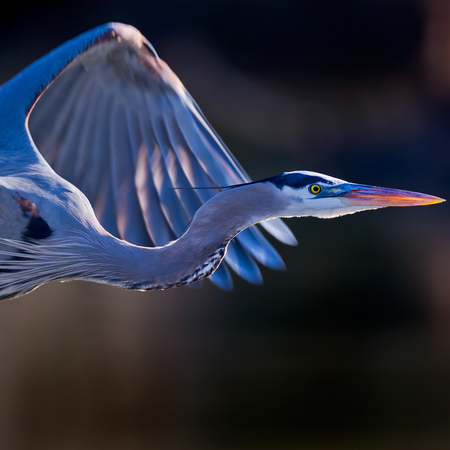 Great Blue Heron (Gallery: Flight)