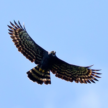 Tyrant Hawk-Eagle (Belize)