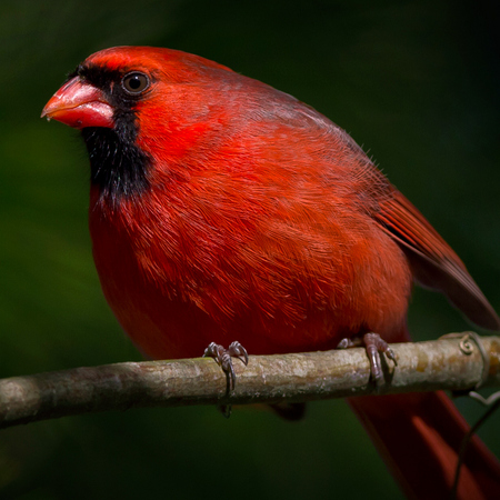 Northern Cardinal (Vienna)