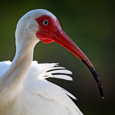 White Ibis (1) (Key Largo)