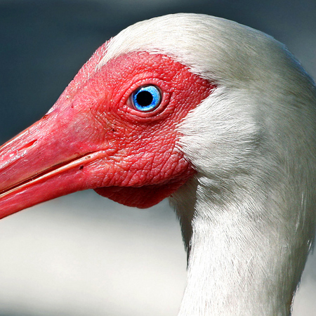 White Ibis (2) (Key Largo)