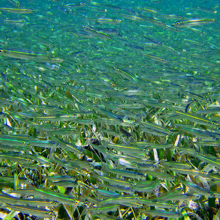 Among a dense school of Silversides, Belize Barrier Reef