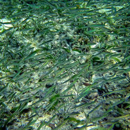 Silversides in seagrass, Belize Barrier Reef