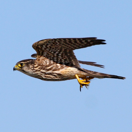 Merlin with dragonfly (Puerto Rico)