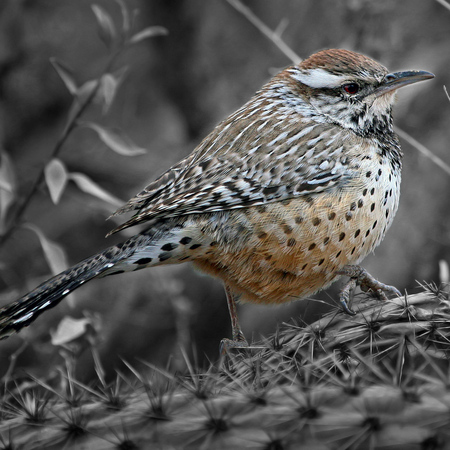 Cactus Wren (Saguaro National Monument, AZ)