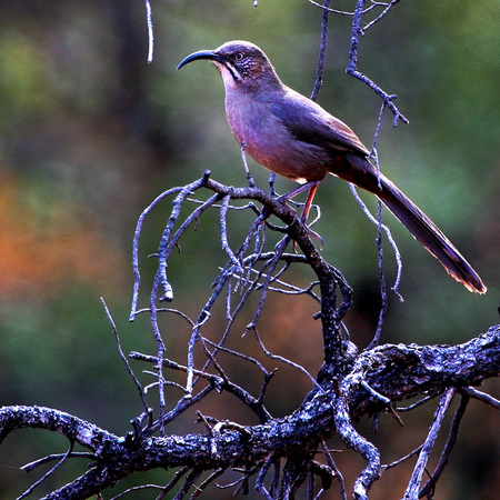 Crissal Thrasher (Sedona, AZ)