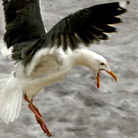 California Gull (La Jolla, California)