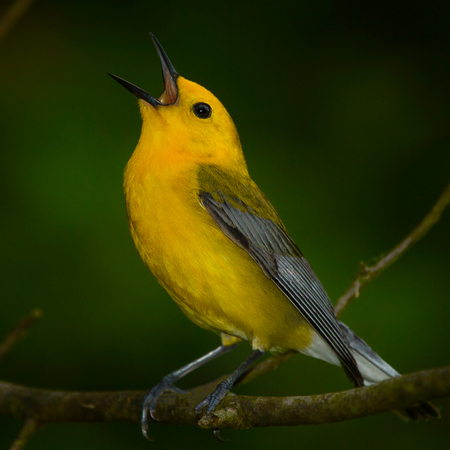Prothonotary Warbler (1) (Huntley Meadows)