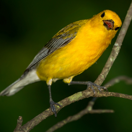 Prothonotary Warbler (7) (Huntley Meadows)