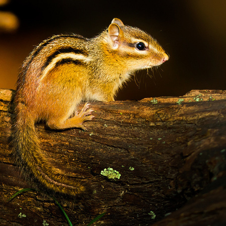 Eastern Chipmunk in the sun

District of Columbia 
Rock Creek Park "Maintenance Yard"
 
September 2012