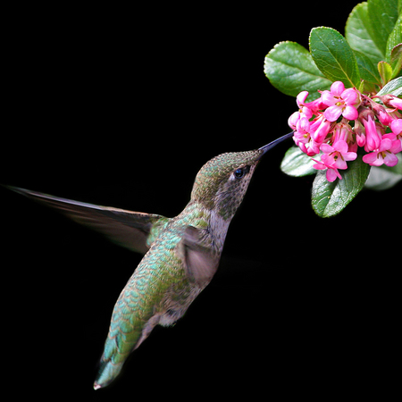 Anna's Hummingbird (7) (San Diego, California)