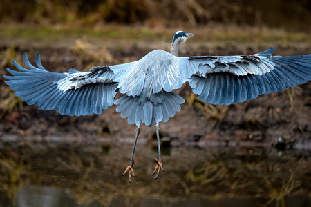 Great Blue Heron (7) (Kenilworth Aquatic Gardens)