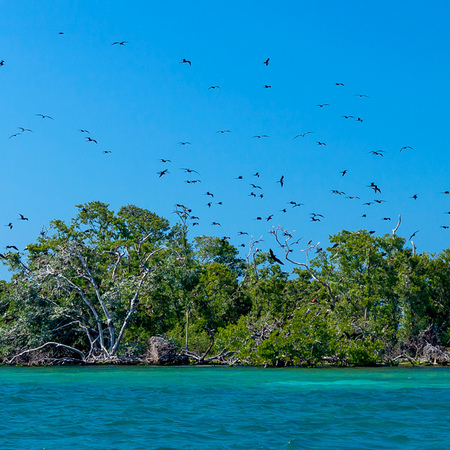 Frigatebird Island, Belize Barrier Reef