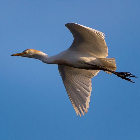 We were thrilled to see dozens of waterfowl, shorebird and songbird species in and around the reservoir. This site is one of the best spots in the world for birding during migration. A Cattle Egret flew high enough to be illuminated by the sun that had already dropped below the trees behind me, resulting in this dramatic shot.