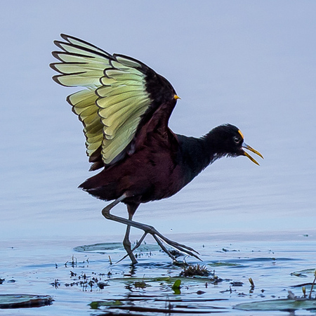 Northern Jacana