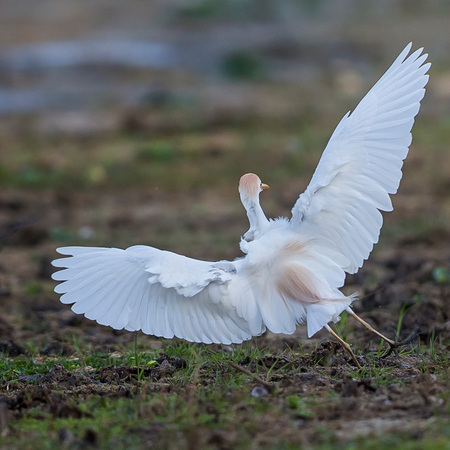 Cattle Egrets