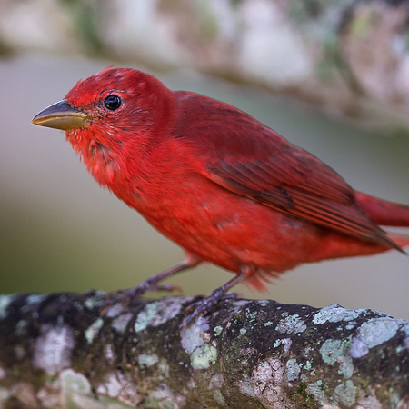 This male Summer Tanager is just finishing his moult into  his breeding plumage- some of his facial feathers are still sheathed