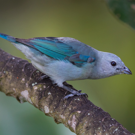 Ah, the lovely Blue-gray Tanagers... always a delight. A more subtle beauty than the Summer Tanagers.