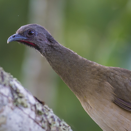 Chachalaca (Belize)