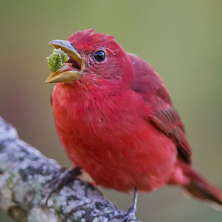 Here he is chomping on the fruit & seeds of the Trumpet Tree (Cecropia sp.). The fact that so many birds love to eat these seeds reflects the Trumpet Tree's place in ecological succession; it's an early-succession plant that thrives in recently disturbed habitats and spreads primarily by bird droppings.