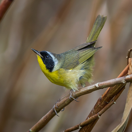 Common Yellowthroat (Belize)