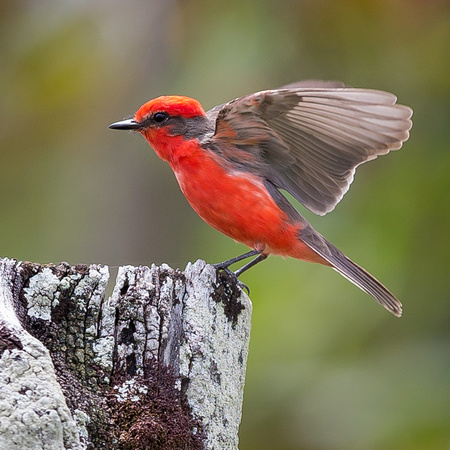 So lovely...

(Vermilion Flycatcher 2)