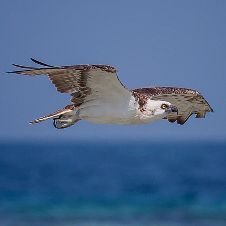 Caribbean Osprey