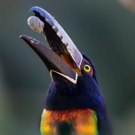 I love how the toucans chew on their food a bit, then toss it back into their mouths.